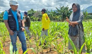 PT CLM melakukan pendampingan bagi petani jagung